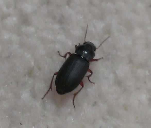 Какие жуки и жучки черного цвета живут в домах и квартирах?